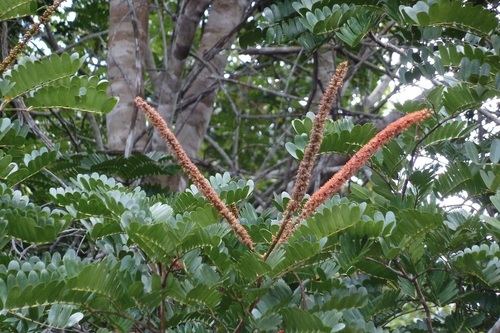 Dimorphandra polyandra