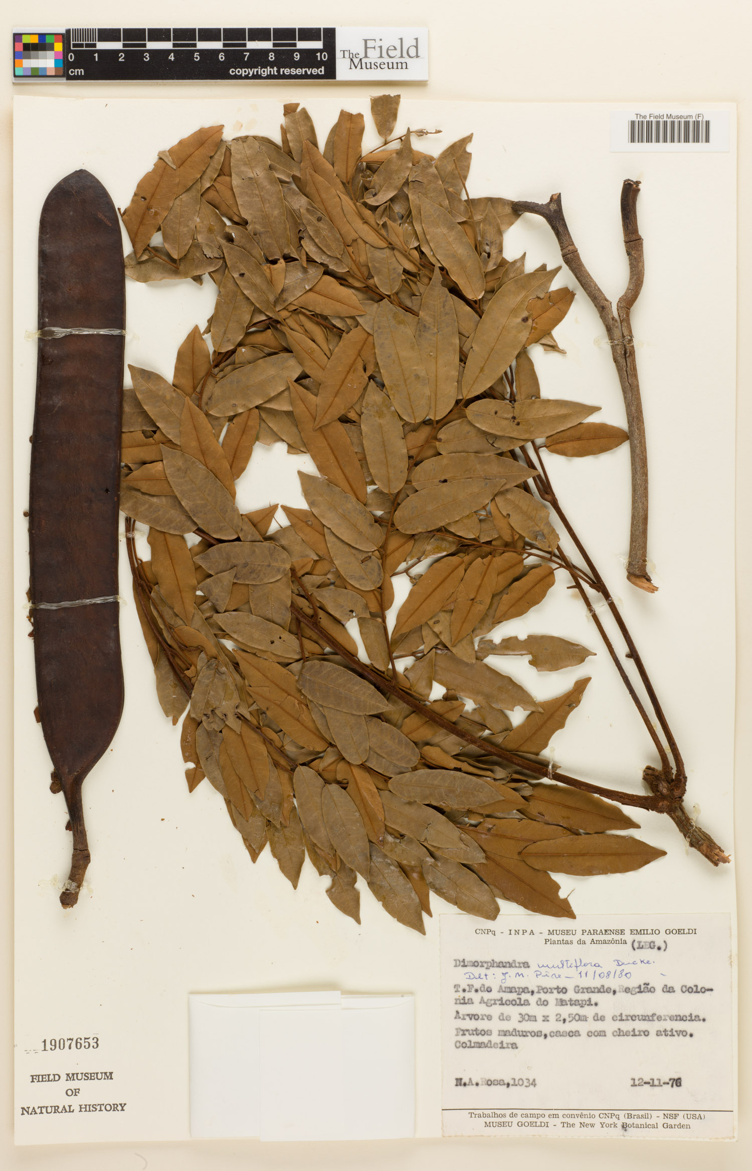 Dimorphandra pullei