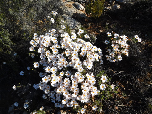 Dimorphotheca cuneata (White bietou) — photo