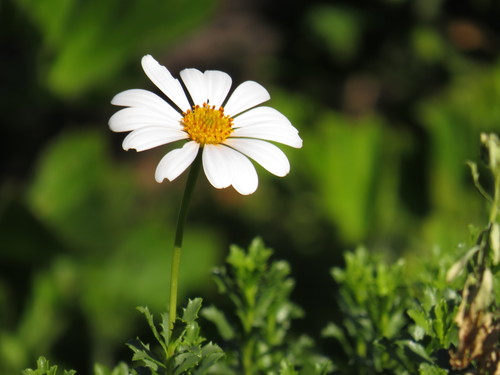 Dimorphotheca cuneata