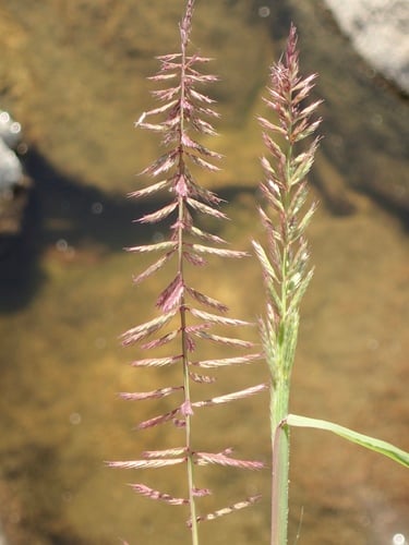 Dinebra retroflexa