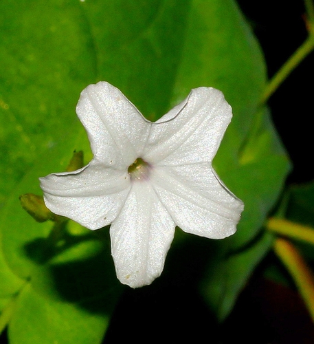 Dinetus racemosus (Snow creeper) — photo