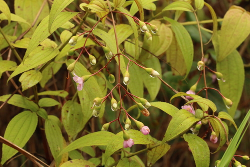 Dinophora spenneroides — photo