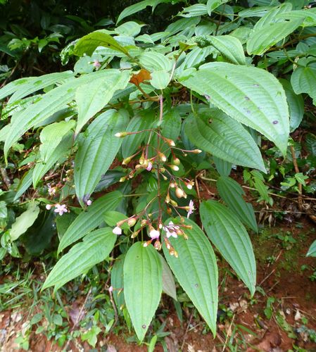 Dinophora spenneroides