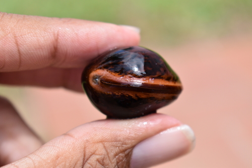 Dioclea reflexa