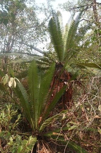 Dioon edule (Mexican Fern palm) — photo