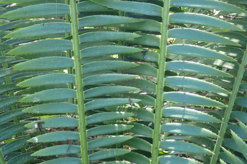 Dioon edule (Mexican Fern palm) — photo