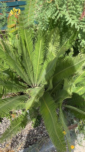 Dioon edule