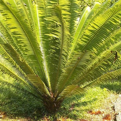 Dioon spinulosum — photo