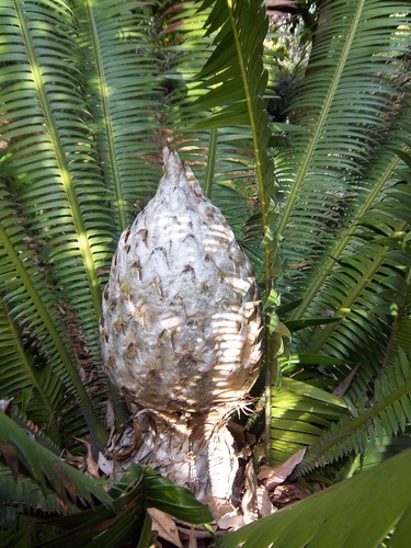 Dioon spinulosum — photo