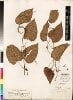 Dioscoreaceae