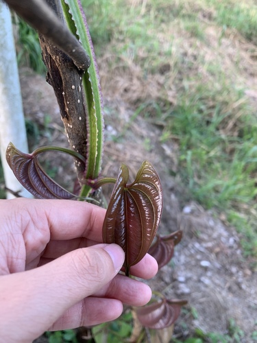 Dioscorea alata (Greater yam) — photo
