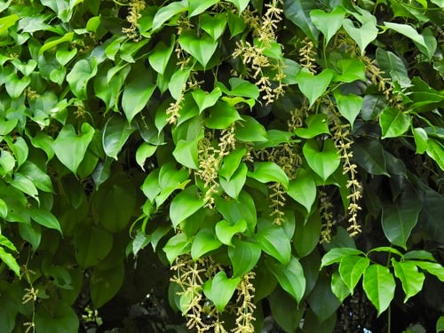 Dioscorea alata