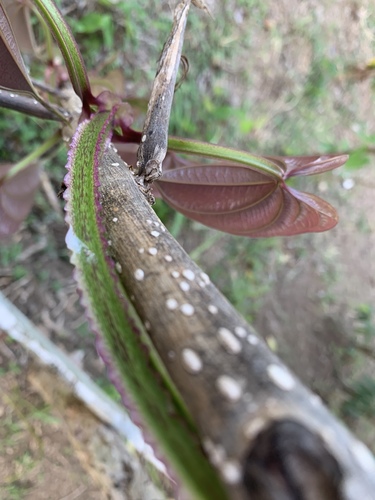 Dioscorea alata (Greater yam) — photo