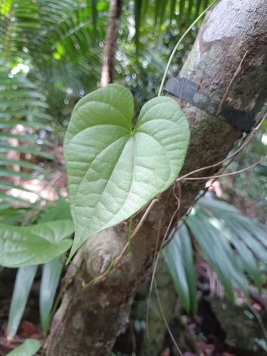 Dioscorea altissima (Dunguey) — photo