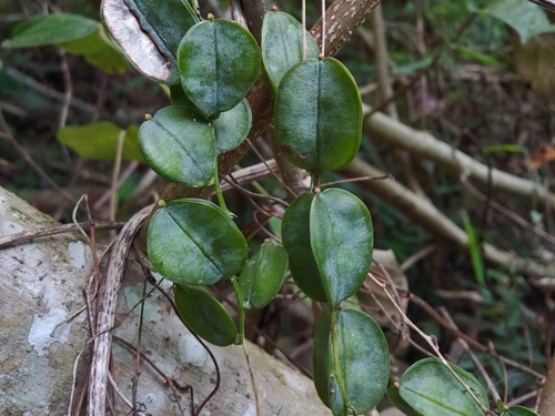 Dioscorea altissima (Dunguey) — photo