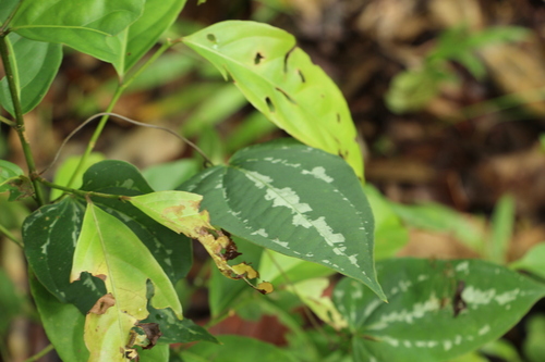 Dioscorea amaranthoides