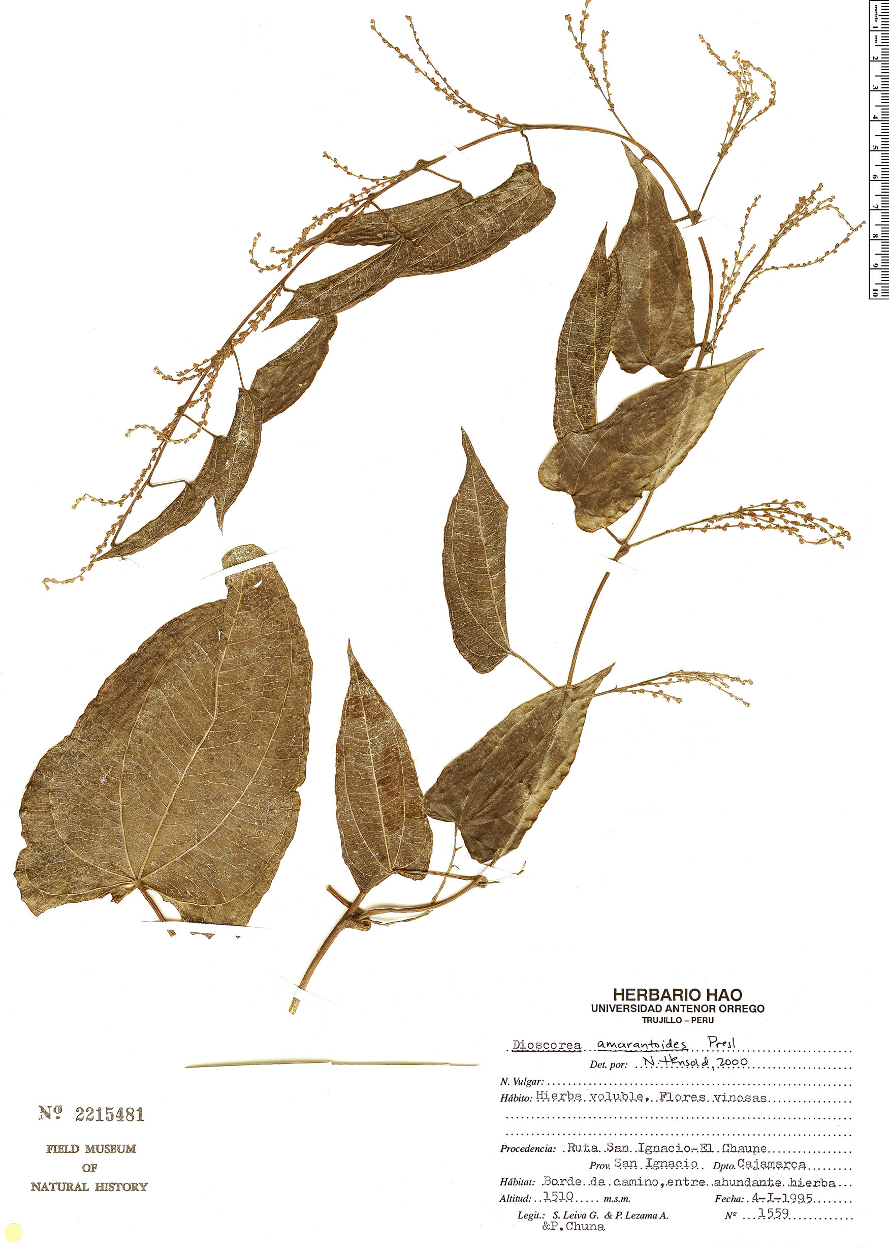 Dioscorea amaranthoides — photo