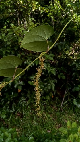 Dioscorea arcuatinervis — photo
