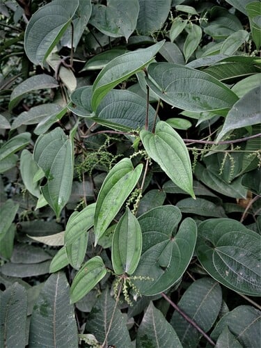 Dioscorea belophylla (Spear-leaved yam) — photo