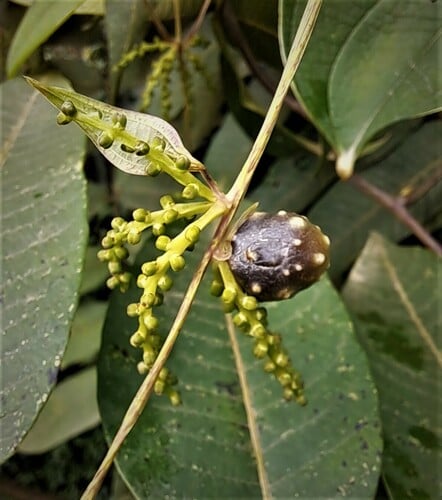 Dioscorea belophylla (Spear-leaved yam) — photo