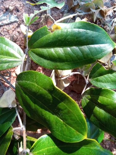 Dioscorea bemandry — photo
