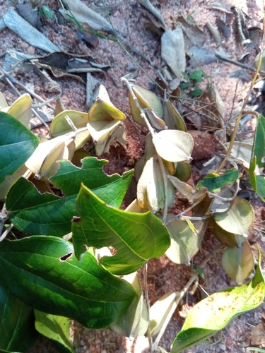 Dioscorea bemandry — photo