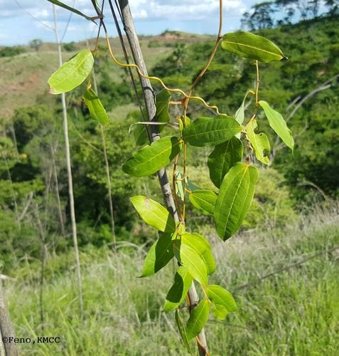 Dioscorea bemandry