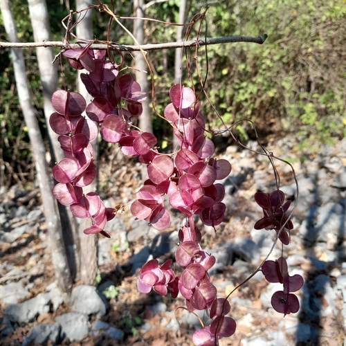 Dioscorea bemarivensis (Trengitrengy) — photo