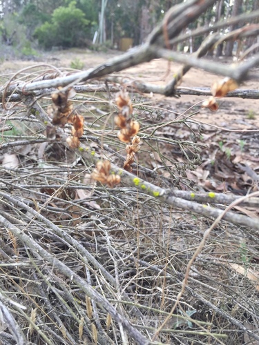 Dioscorea bridgesii — photo