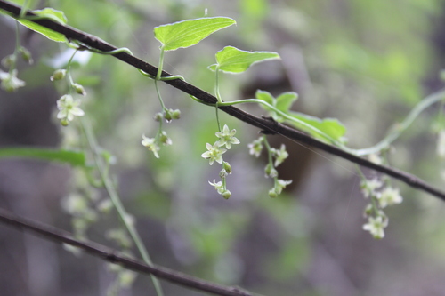Dioscorea bridgesii