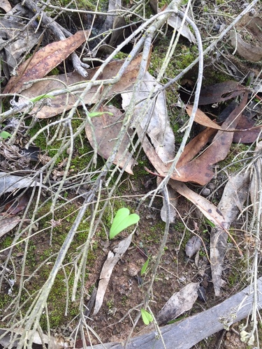 Dioscorea bridgesii — photo