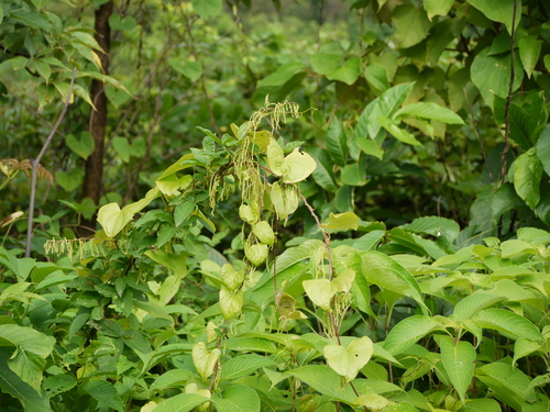 Dioscorea bulbifera (Potato yam) — photo