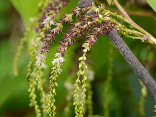 Dioscorea bulbifera