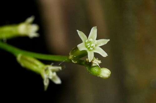 Dioscorea campestris (Cara do campo) — photo
