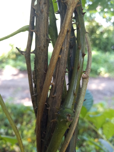 Dioscorea cayenensis (Yellow Guinea yam) — photo