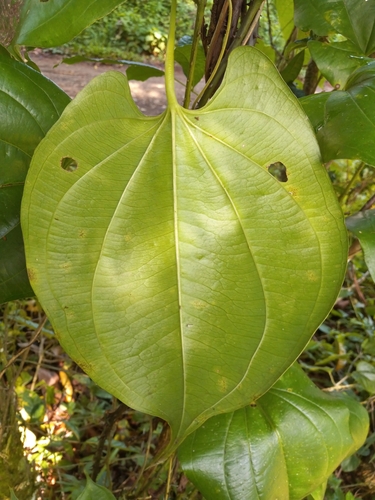 Dioscorea cayennensis var. pruinosa (Wild yam) — photo
