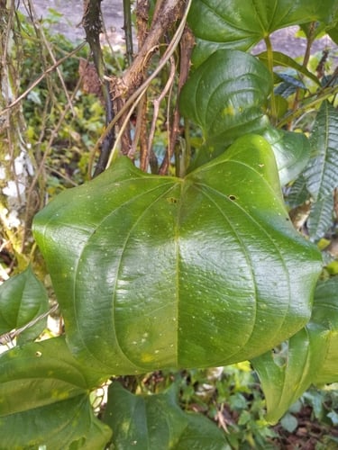 Dioscorea cayennensis var. pruinosa