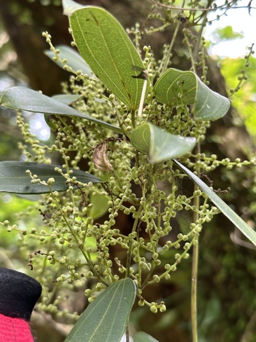 Dioscorea cirrhosa (Dyeing yam) — photo