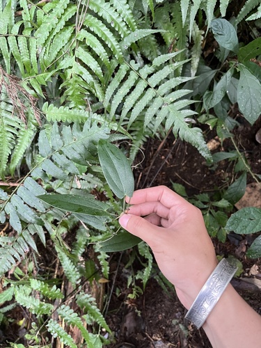Dioscorea cirrhosa (Dyeing yam) — photo