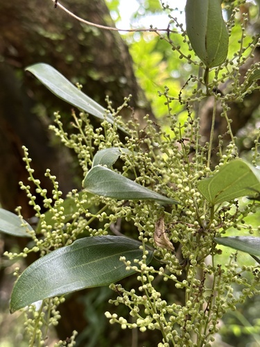 Dioscorea cirrhosa