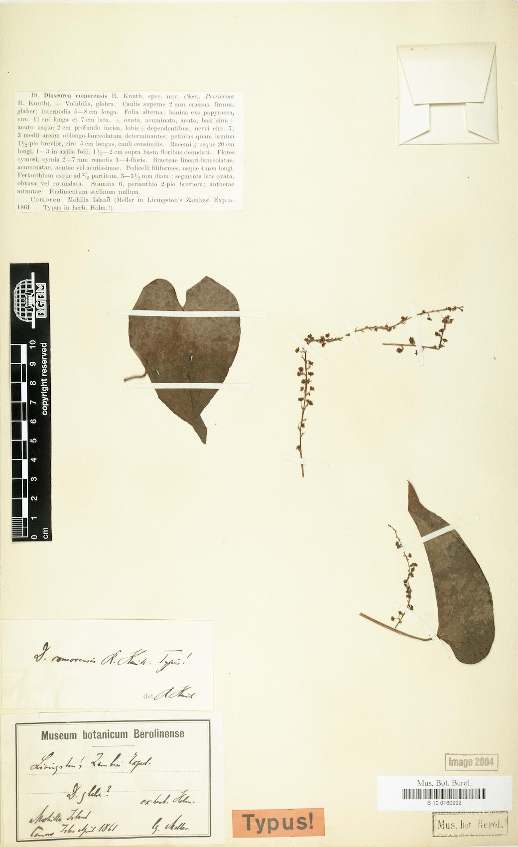 Dioscorea comorensis