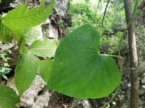 Dioscorea convolvulacea (Barbasquillo) — photo