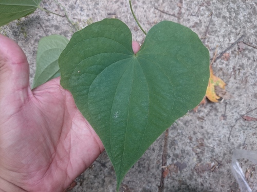Dioscorea convolvulacea (Barbasquillo) — photo