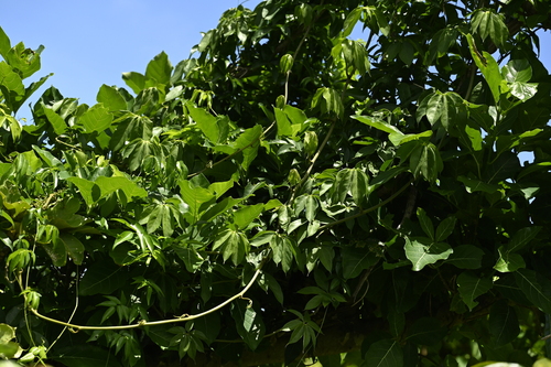 Dioscorea cumingii — photo