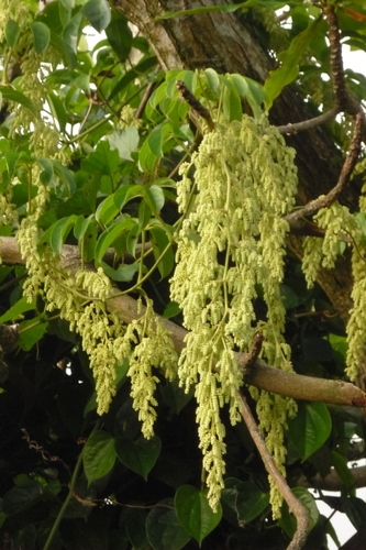 Dioscorea cumingii — photo