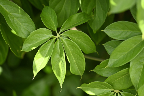 Dioscorea cumingii
