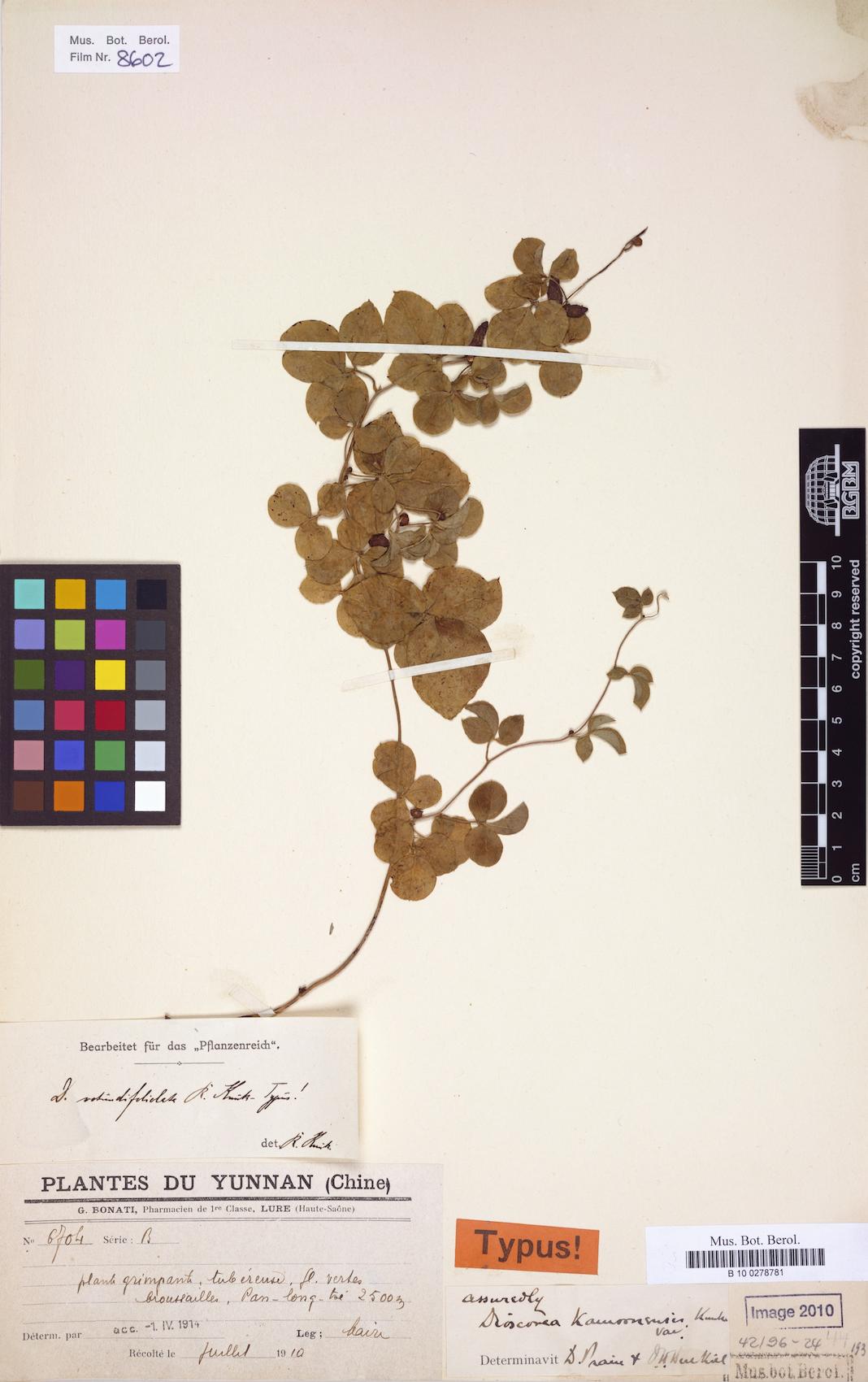 Dioscorea delavayi — photo
