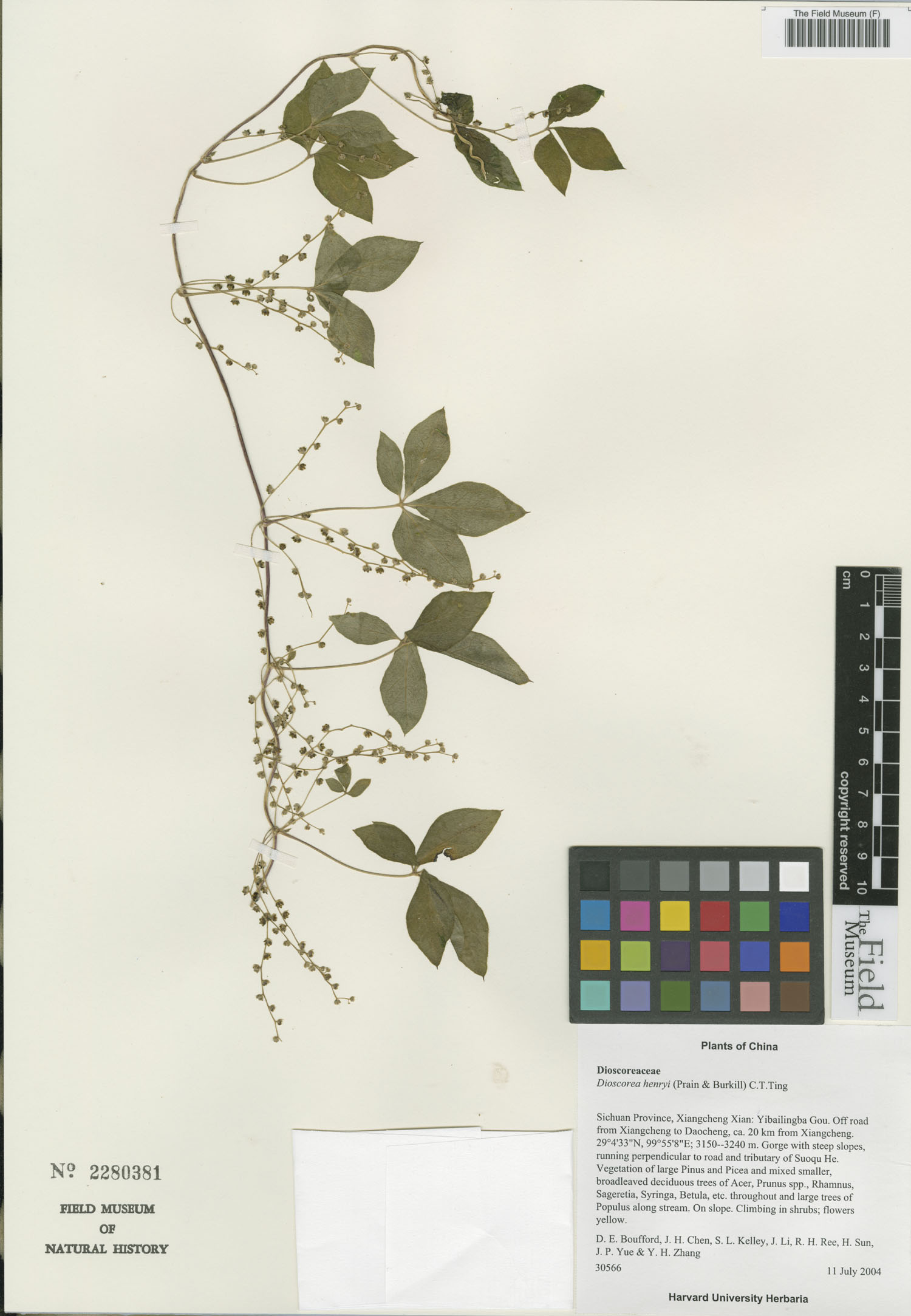 Dioscorea delavayi