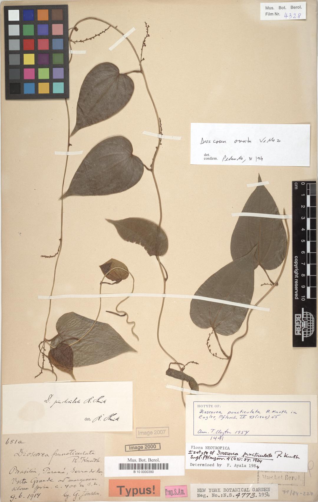 Dioscorea delicata — photo